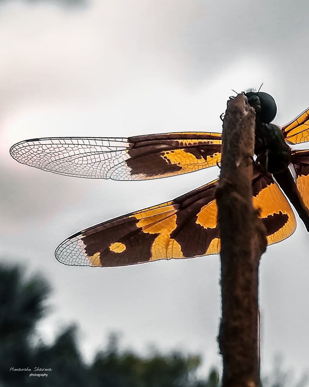 How to Get Cookies in JavaScript Using a Custom Hook Image