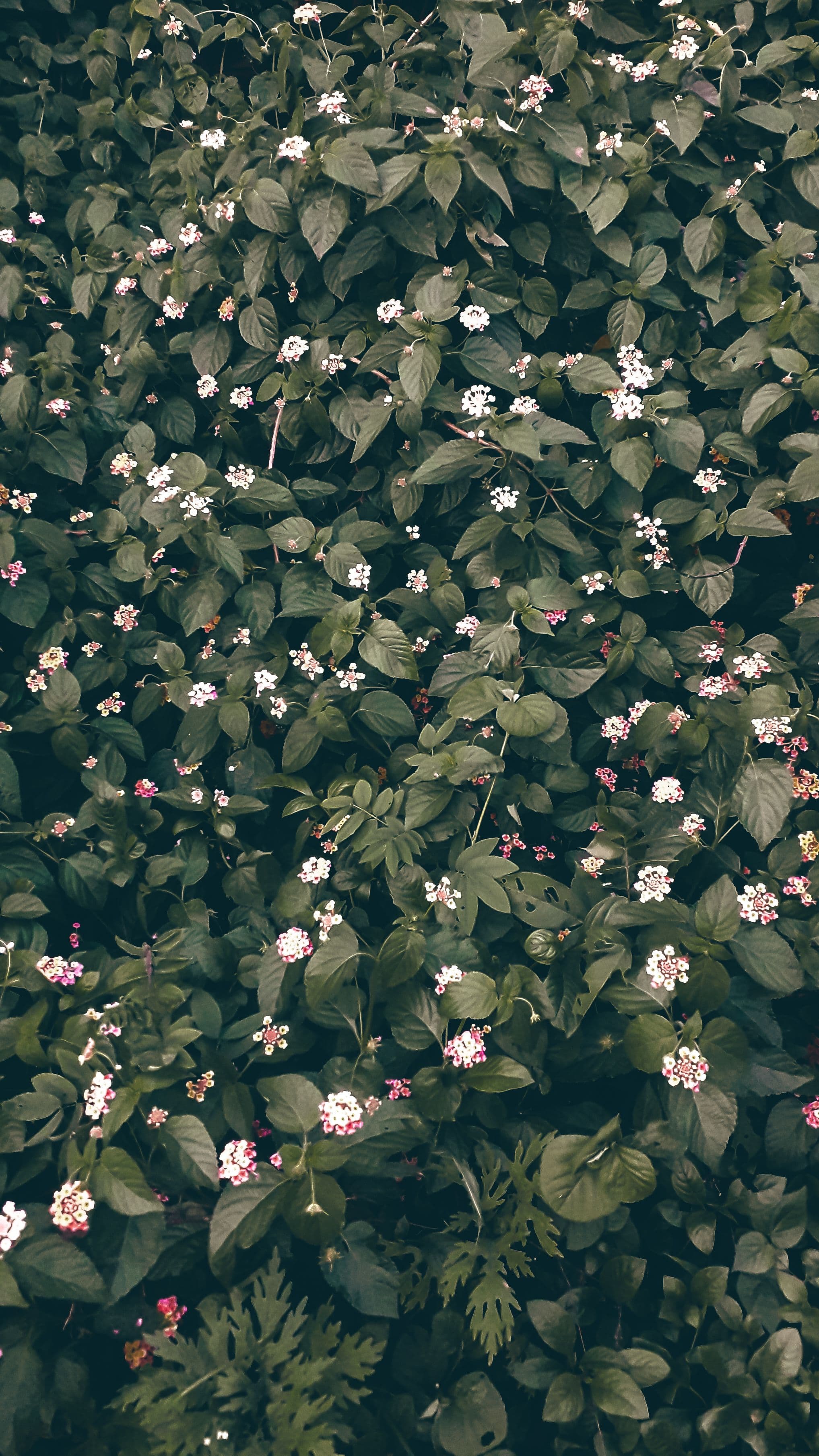 Add google analytics in your React/Nextjs application Image